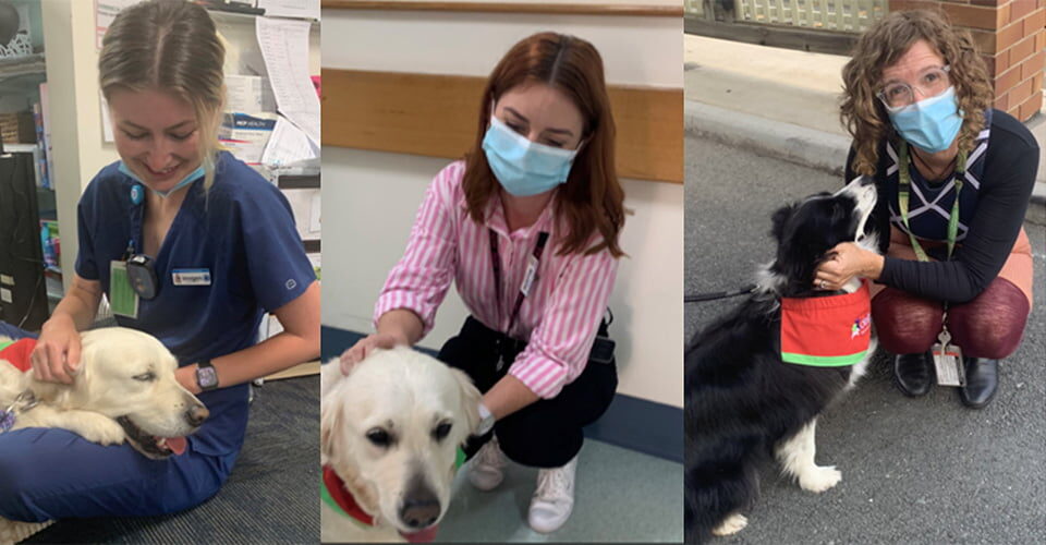 Therapy Dogs at The Prince Charles Hospital in Brisbane