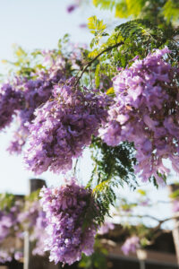 jacaranda flowers