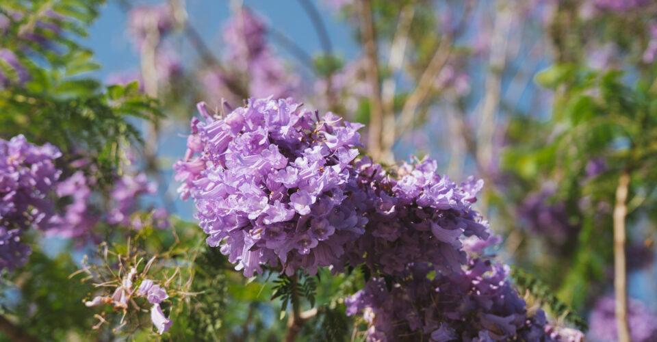 Jacarandas and The Prince Charles Hospital